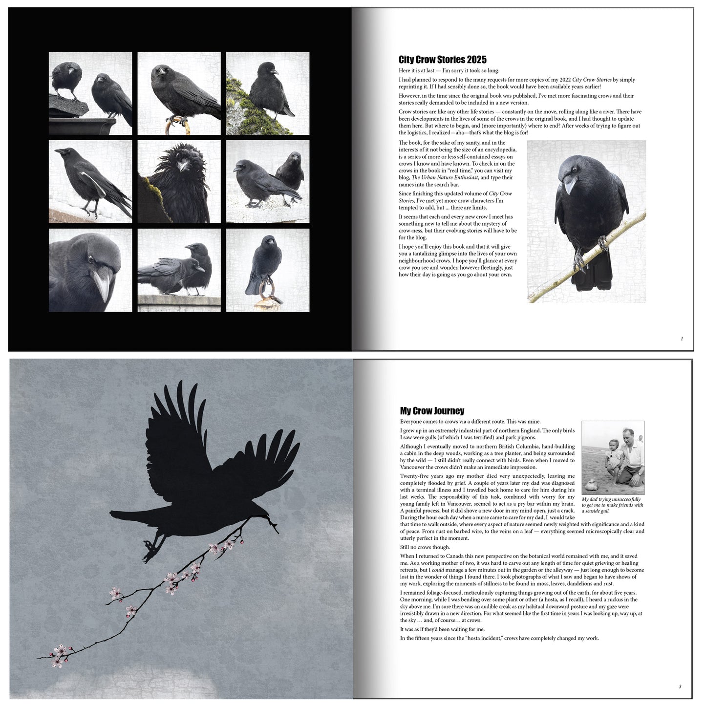 City Crow Stories- 2025 Edition by June Hunter