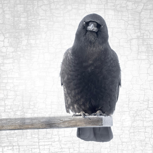 OUT ON A LIMB - Fine Art Print, Crow Portrait Series