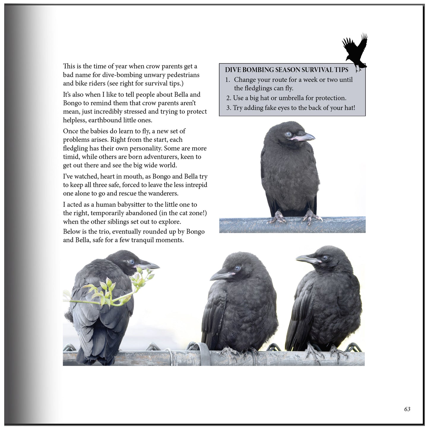 City Crow Stories- 2025 Edition by June Hunter