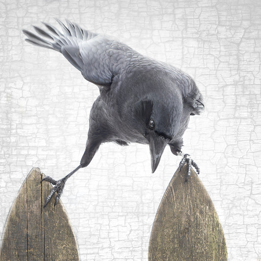 RISKY BUSINESS - Fine Art Print, Crow Portrait Series