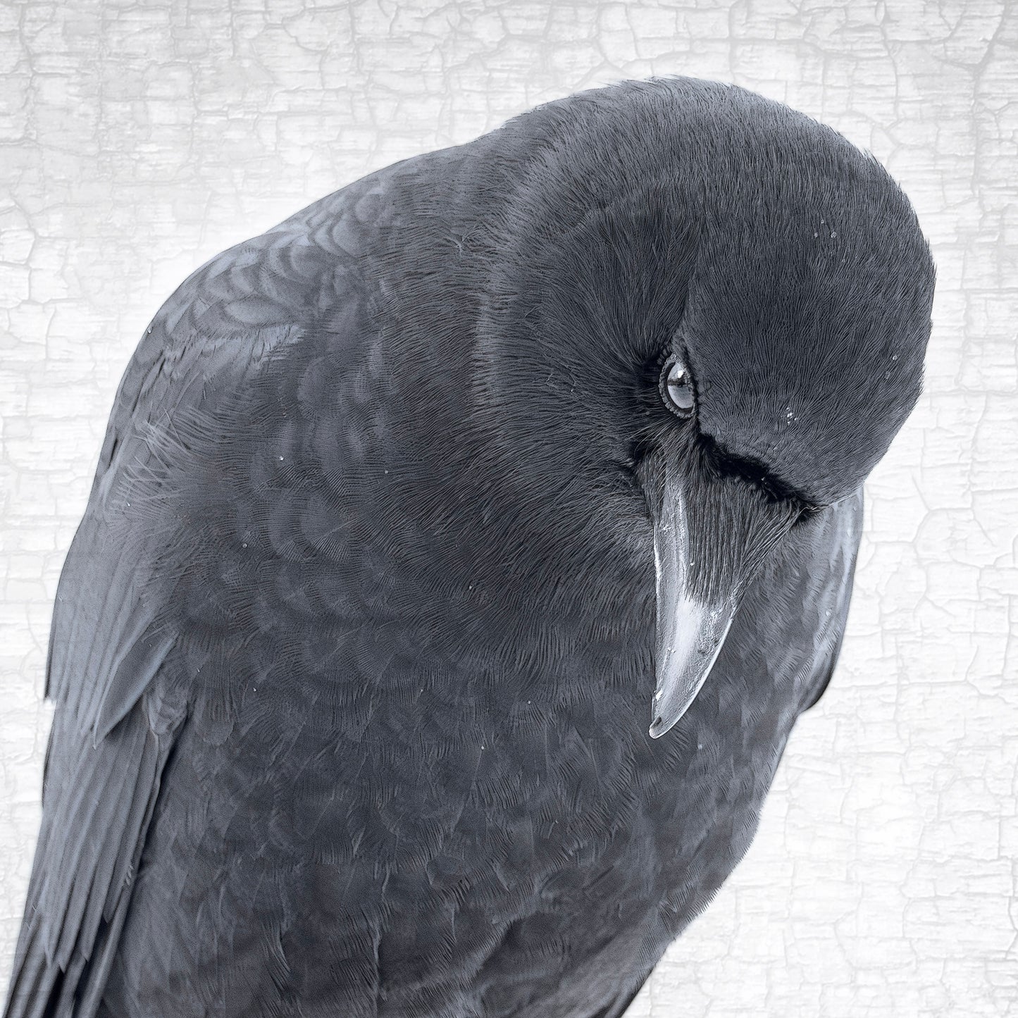 CROW OF DISCERNMENT - Fine Art Print, Crow Portrait Series