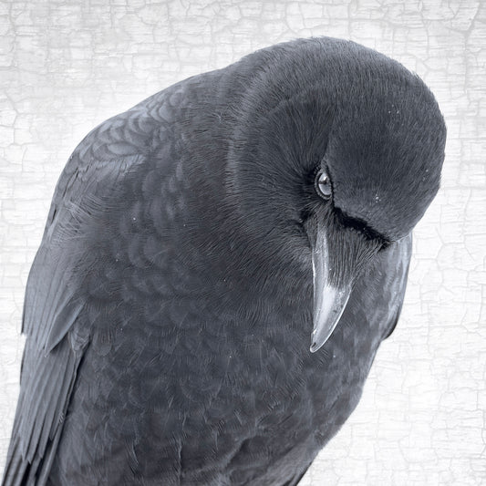 CROW OF DISCERNMENT - Fine Art Print, Crow Portrait Series