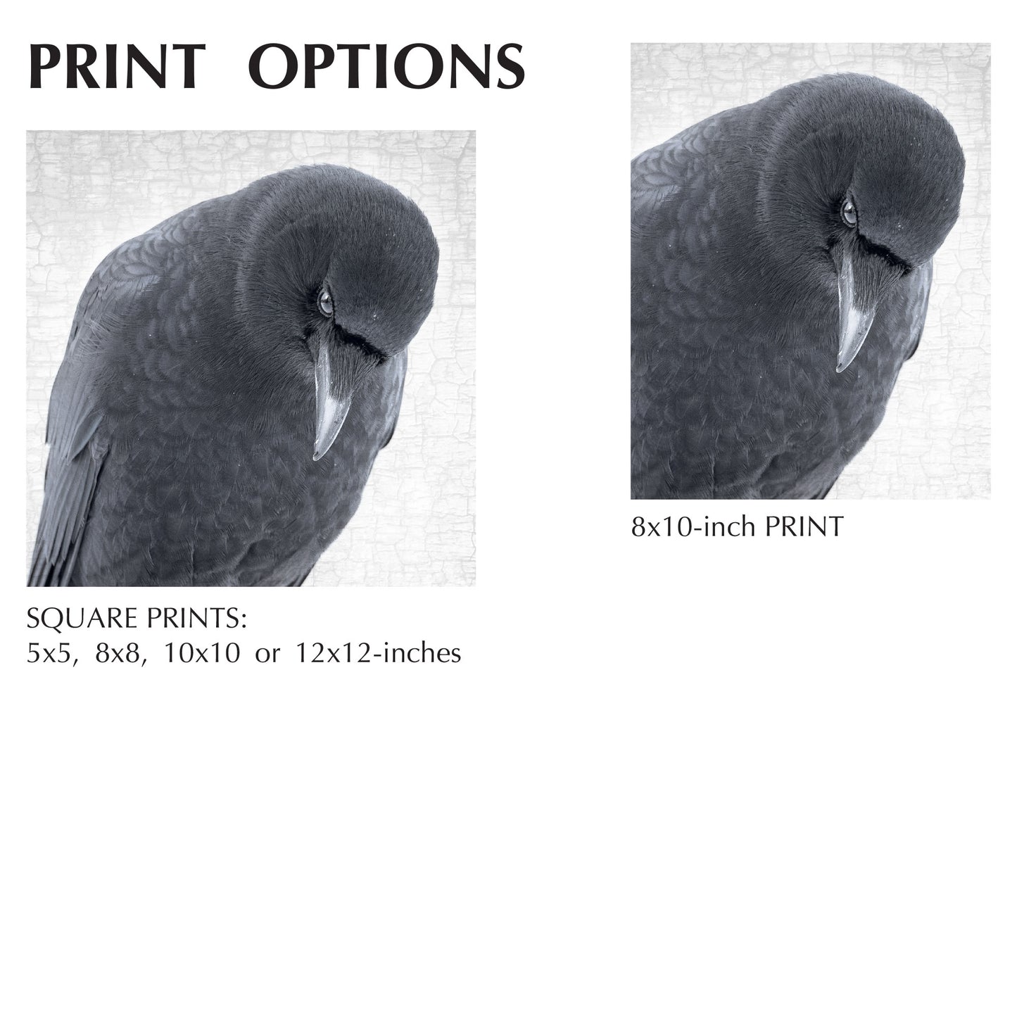 CROW OF DISCERNMENT - Fine Art Print, Crow Portrait Series