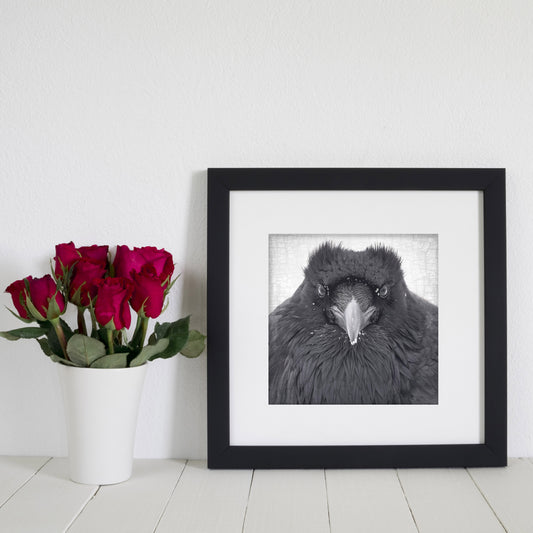 WATCHER IN THE SNOW - Fine Art Print, Raven Portrait Series