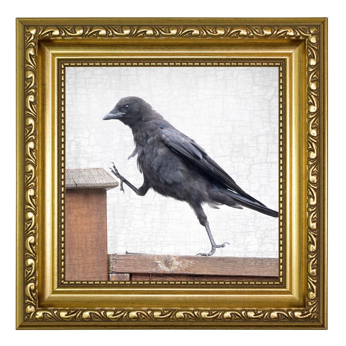 STEP UP - Fine Art Print, Crow Portrait Series (Copy)