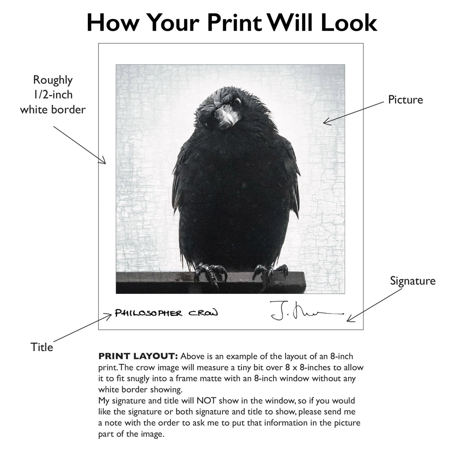 POP-UP RAVEN - Fine Art Print, Raven Portrait Series