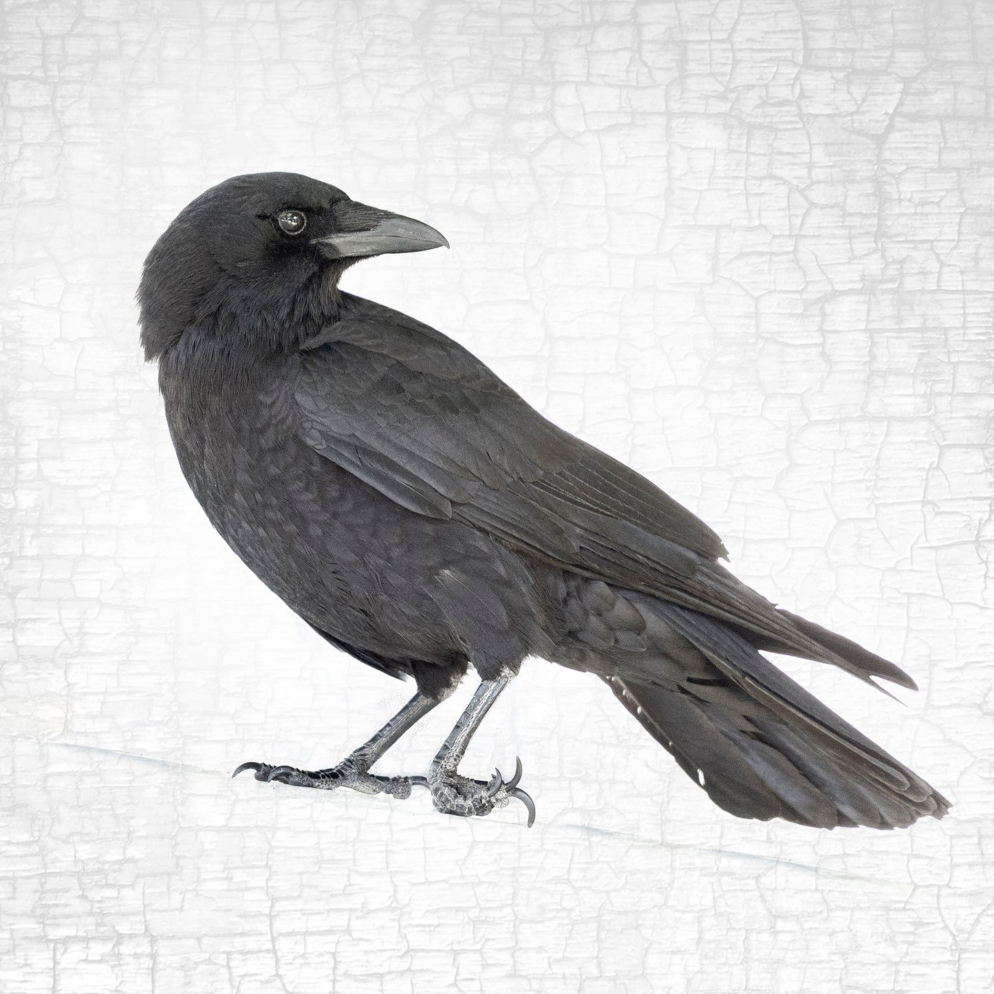 City Crow Stories- 2025 Edition by June Hunter