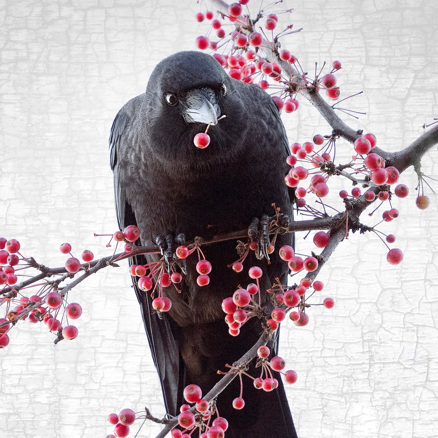 BERRY BANQUET - Fine Art Print, Crow Portrait Series