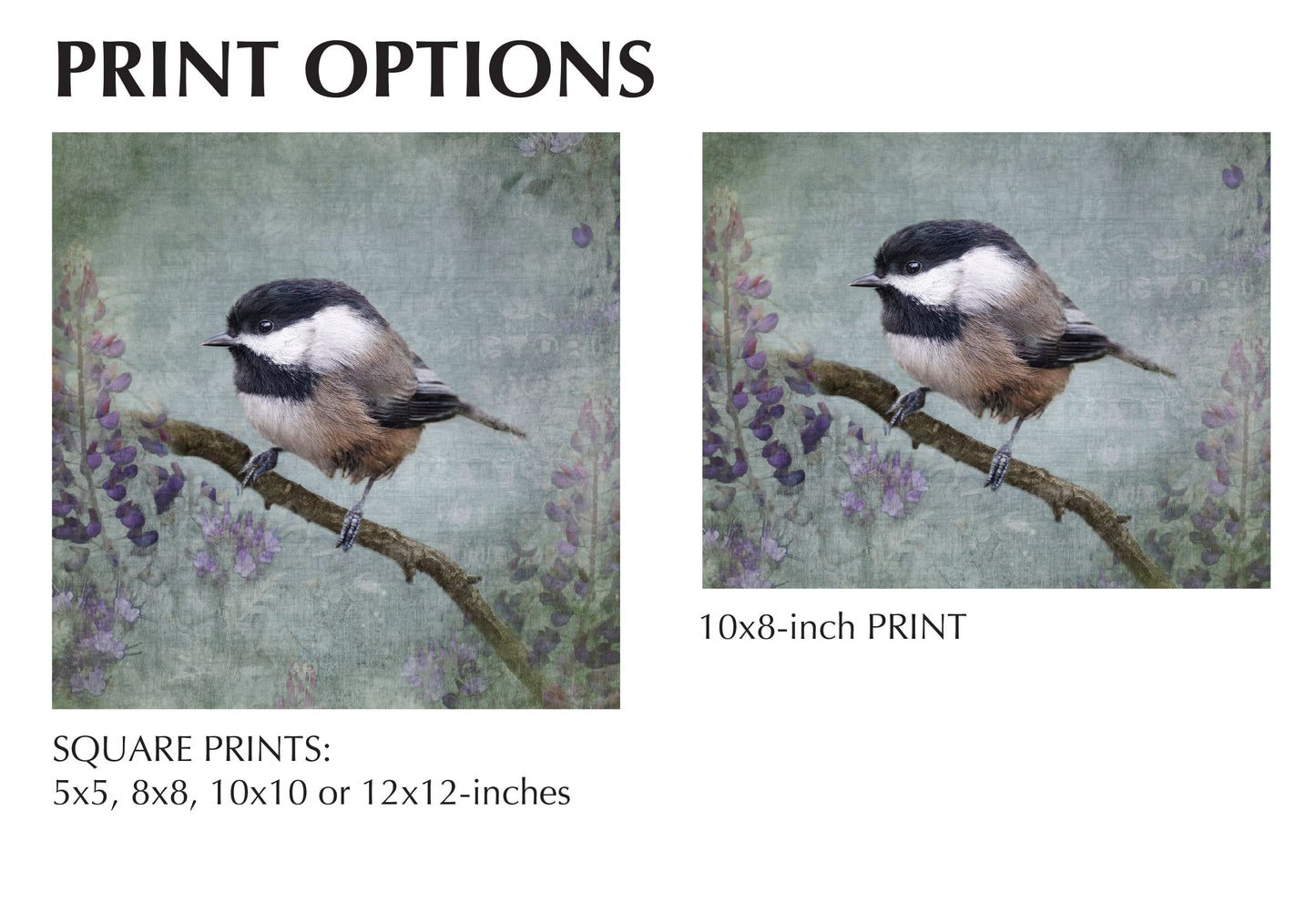 BLACK CAPPED CHICKADEE - Fine Art Print, Garden Birds Series