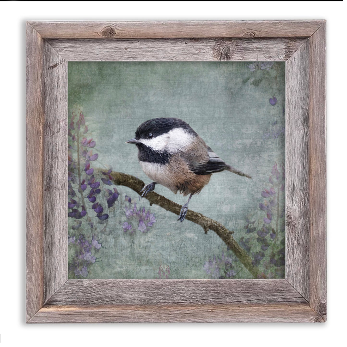 BLACK CAPPED CHICKADEE - Fine Art Print, Garden Birds Series