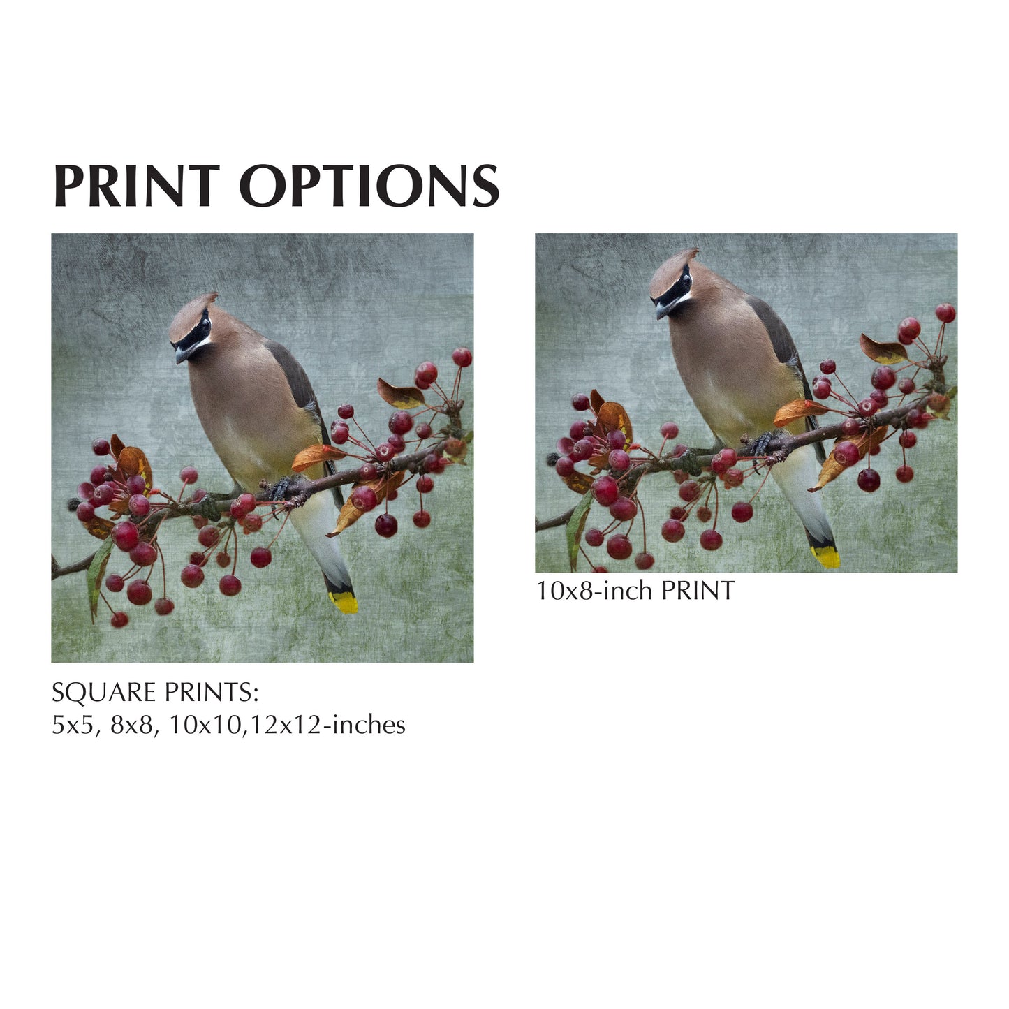 CEDAR WAXWING - Fine Art Print, Garden Birds Series