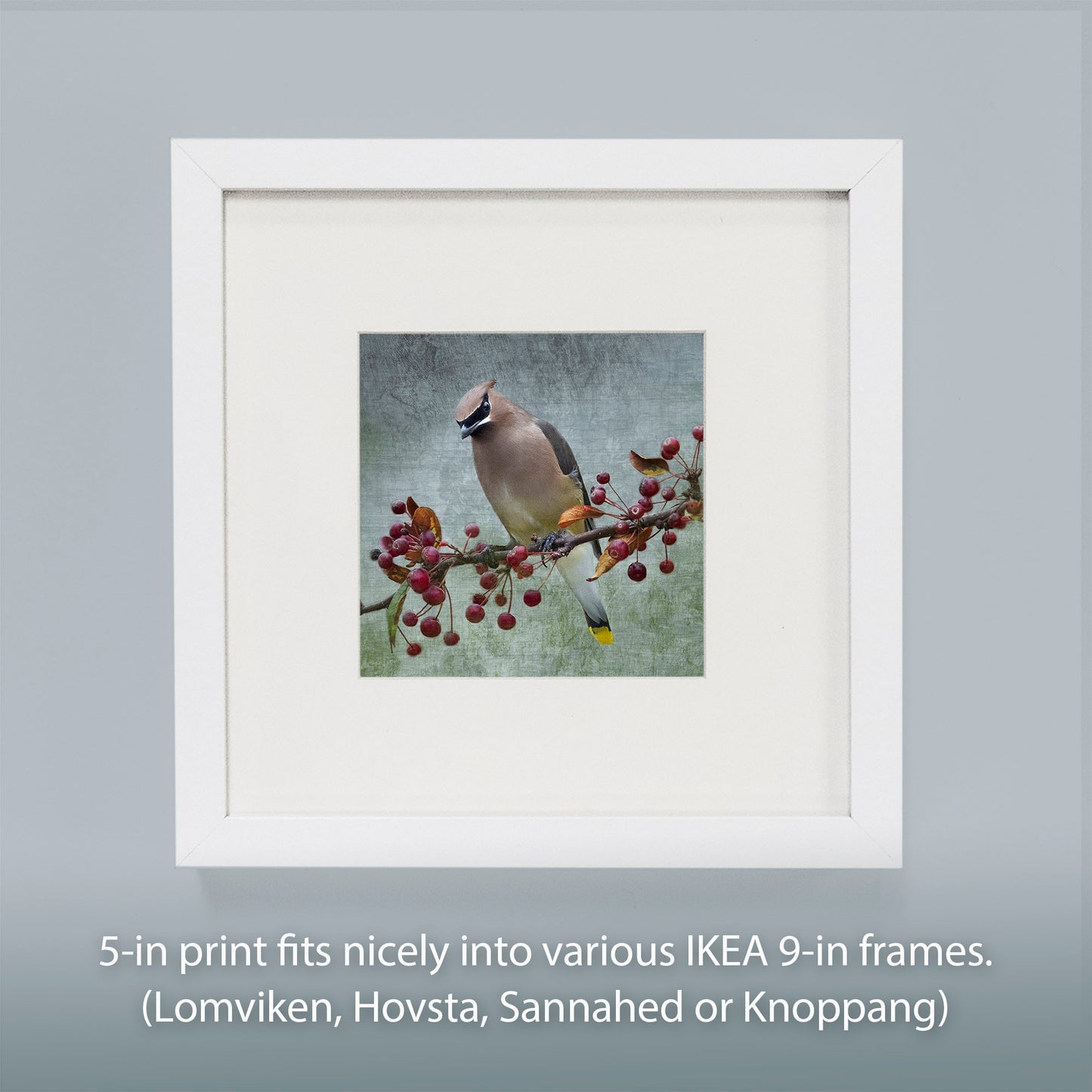 CEDAR WAXWING - Fine Art Print, Garden Birds Series