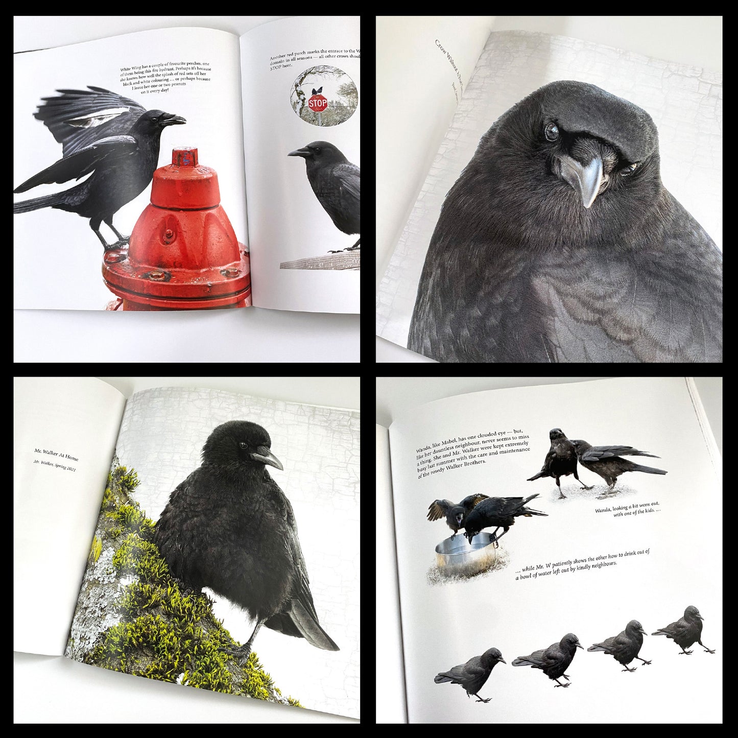 City Crow Stories- 2025 Edition by June Hunter