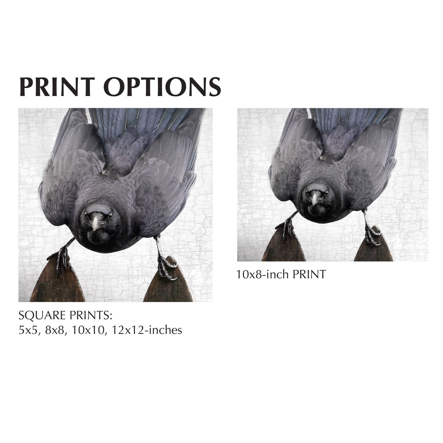 FENCING CHAMPION - Fine Art Print, Crow Portrait Series