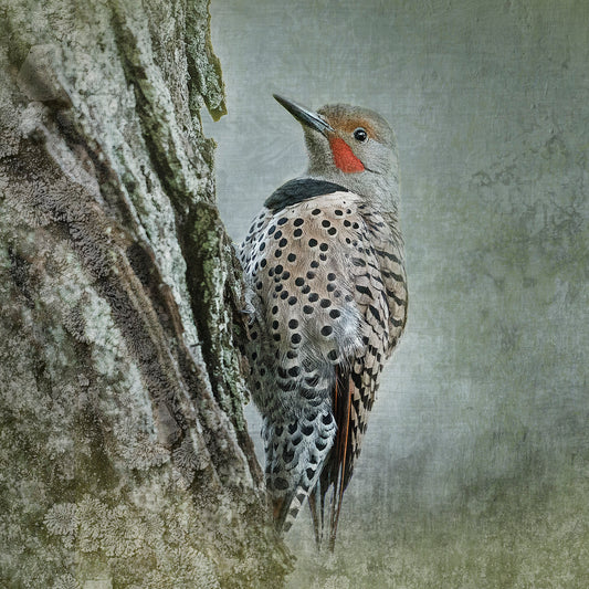 NORTHERN FLICKER - Fine Art Print, Garden Birds Series