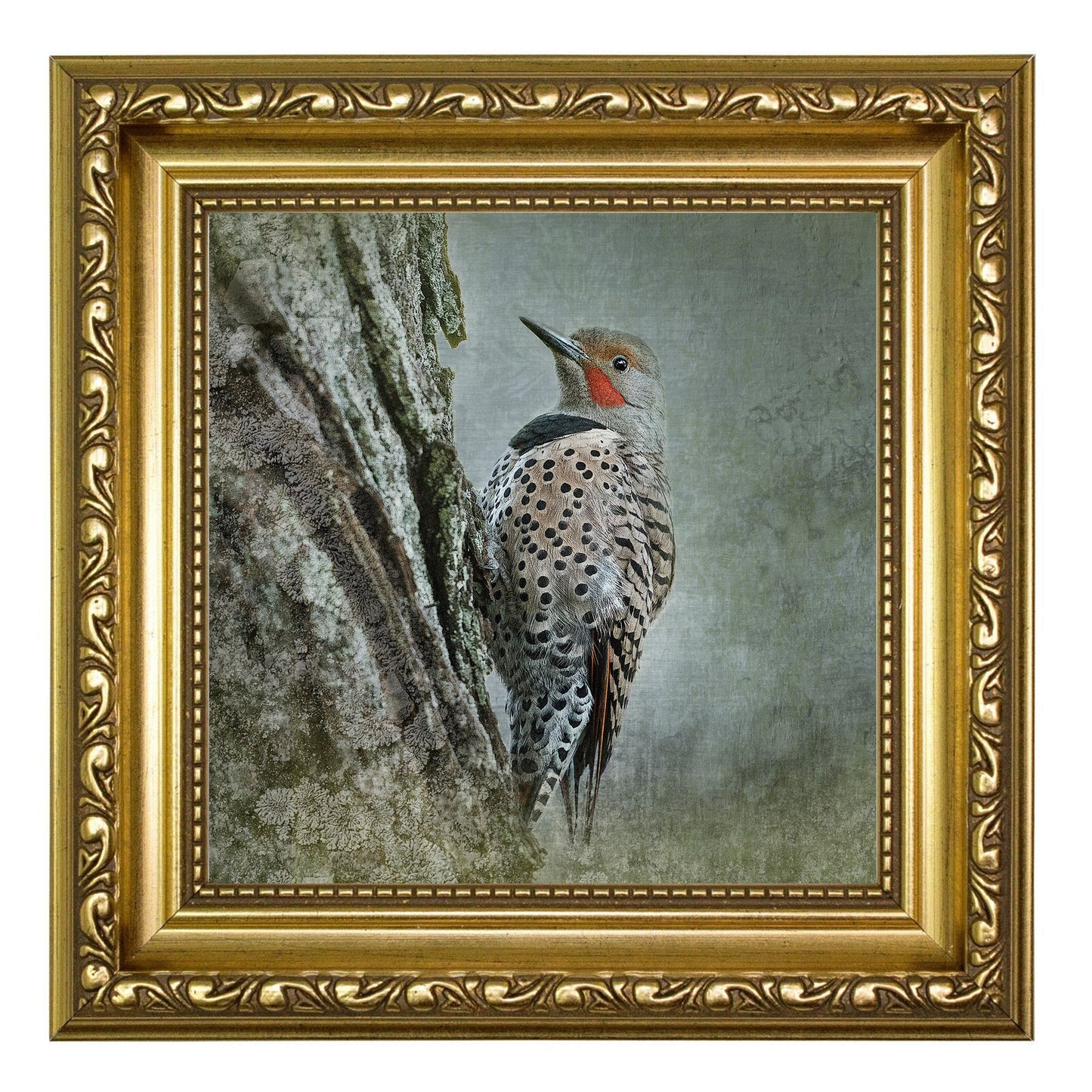 NORTHERN FLICKER - Fine Art Print, Garden Birds Series
