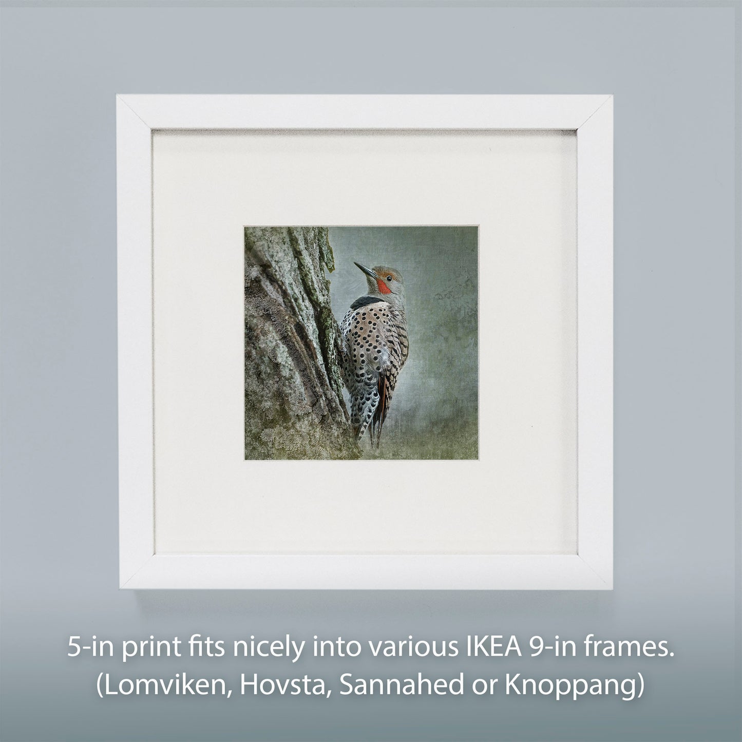 NORTHERN FLICKER - Fine Art Print, Garden Birds Series