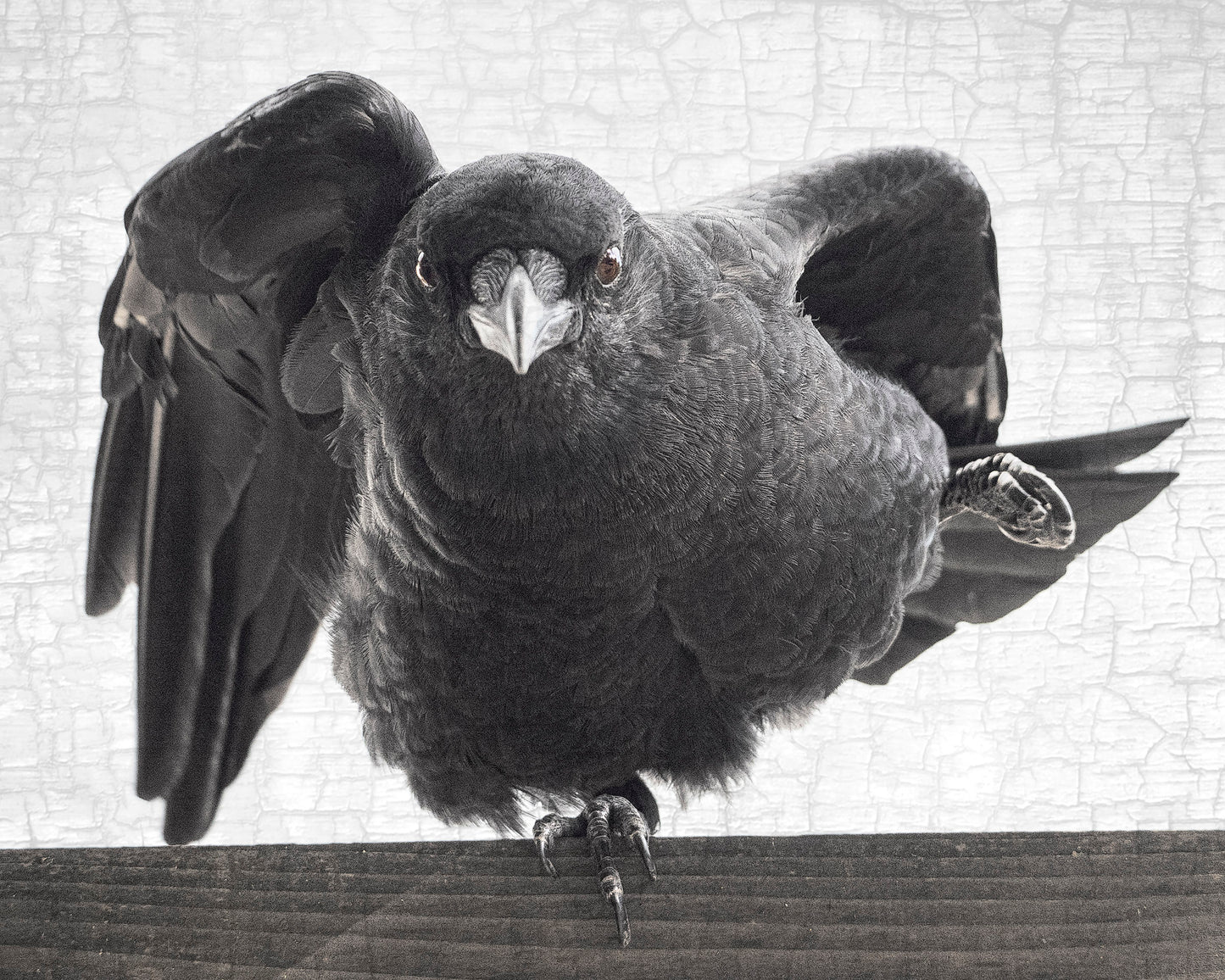 INTERPRETIVE DANCE CROW - Fine Art Print, Crow Portrait Series