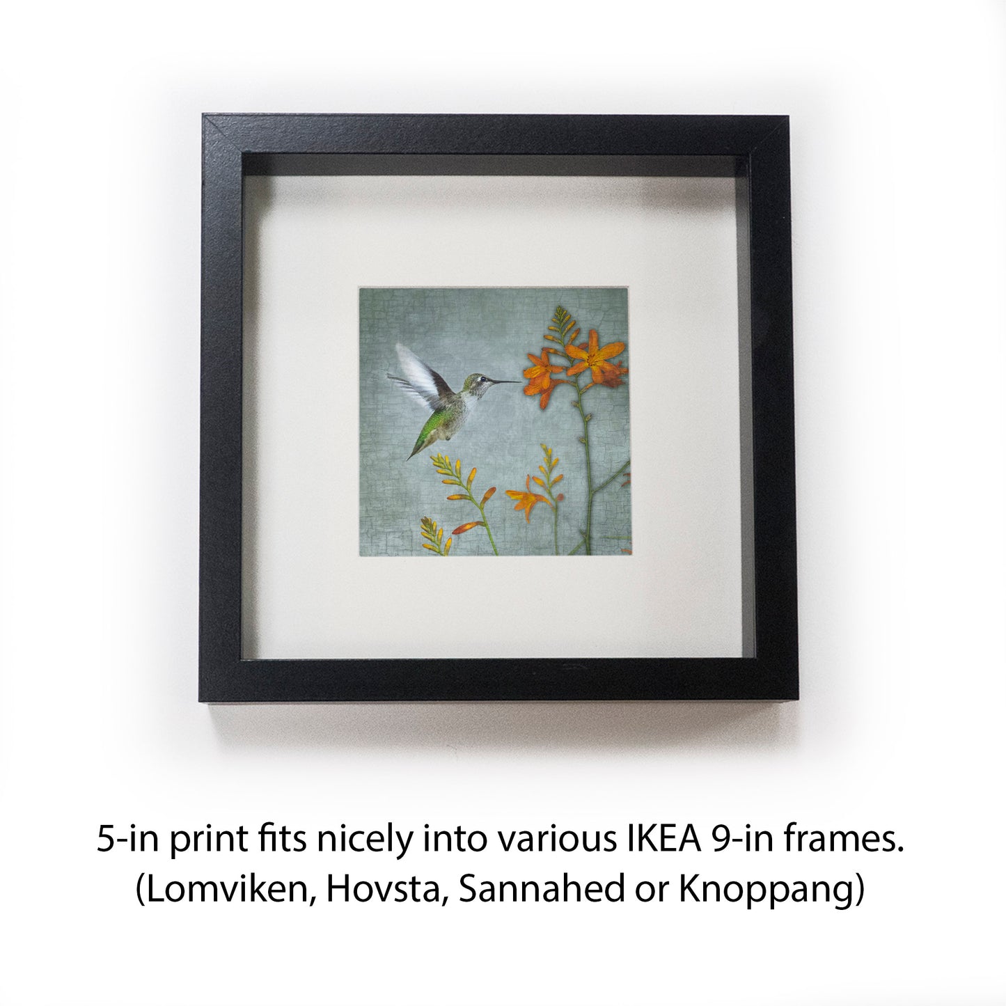 MONTBRETIA HUMMINGBIRD - Fine Art Print, Garden Birds Series