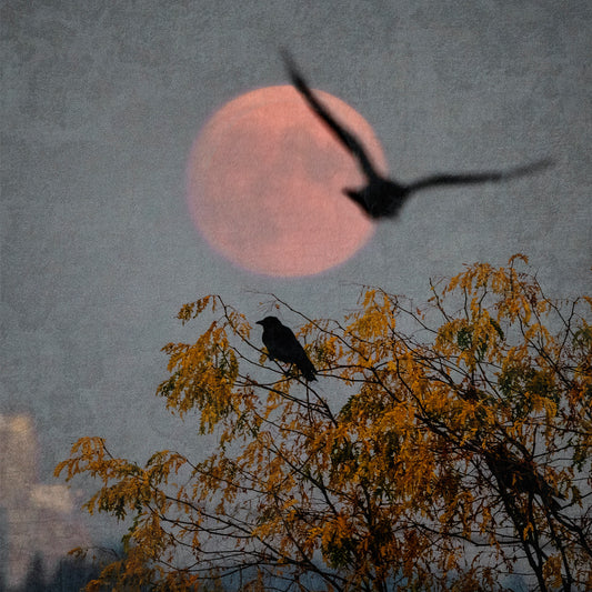 MOONRISE KINGDOM - Fine Art Print, Blue Crow Series