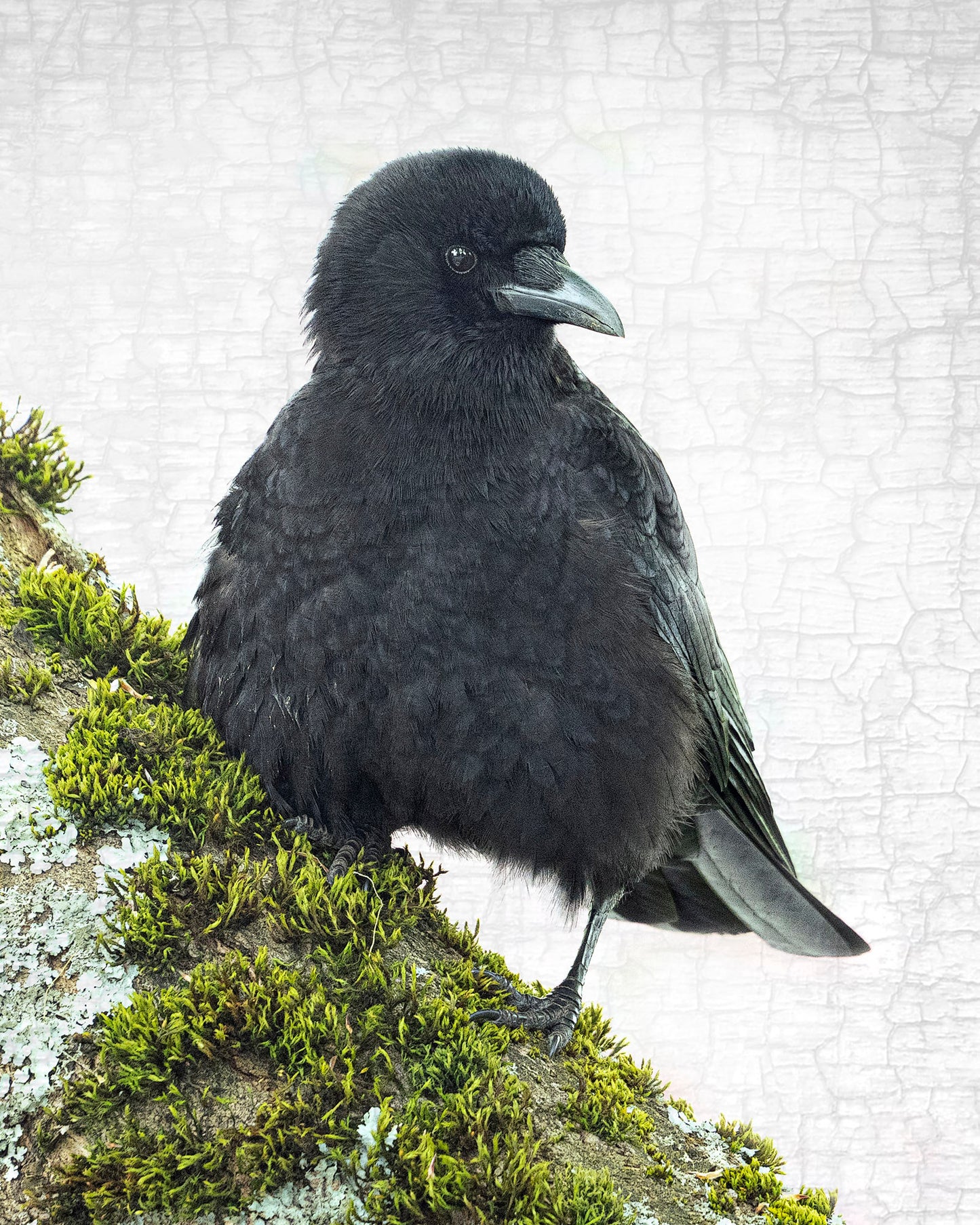 MOSS CROW - Fine Art Print, Crow Portrait Series