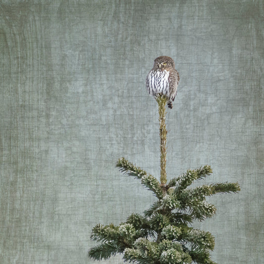 NORTHERN PYGMY OWL - Fine Art Print, Garden Birds Series