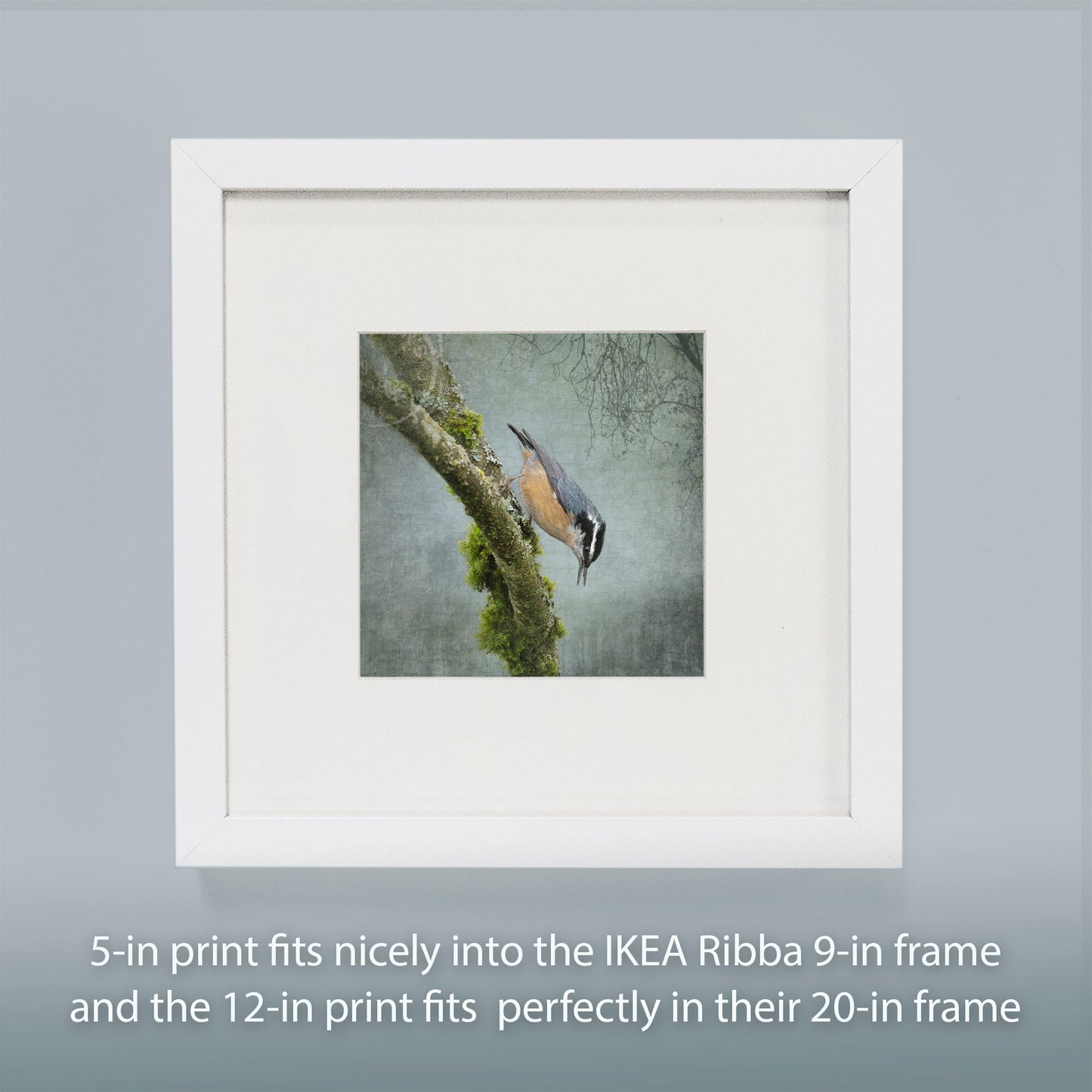 RED BREASTED NUTHATCH - Fine Art Print, Garden Birds Series