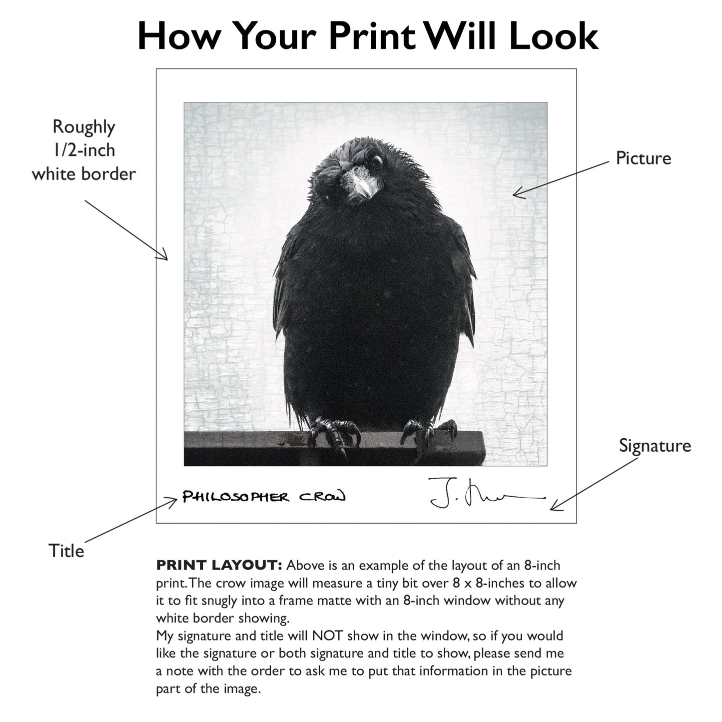 PHILOSOPHER CROW - Fine Art Print, Crow Portrait Series