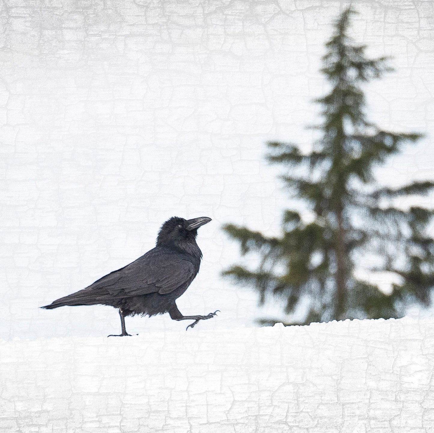 RAVEN STRUT - Fine Art Print, Raven Portrait Series