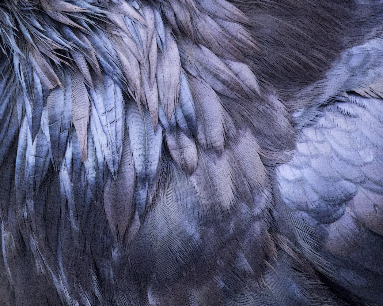 RAVEN FEATHER FINERY - Fine Art Print, Feather Series