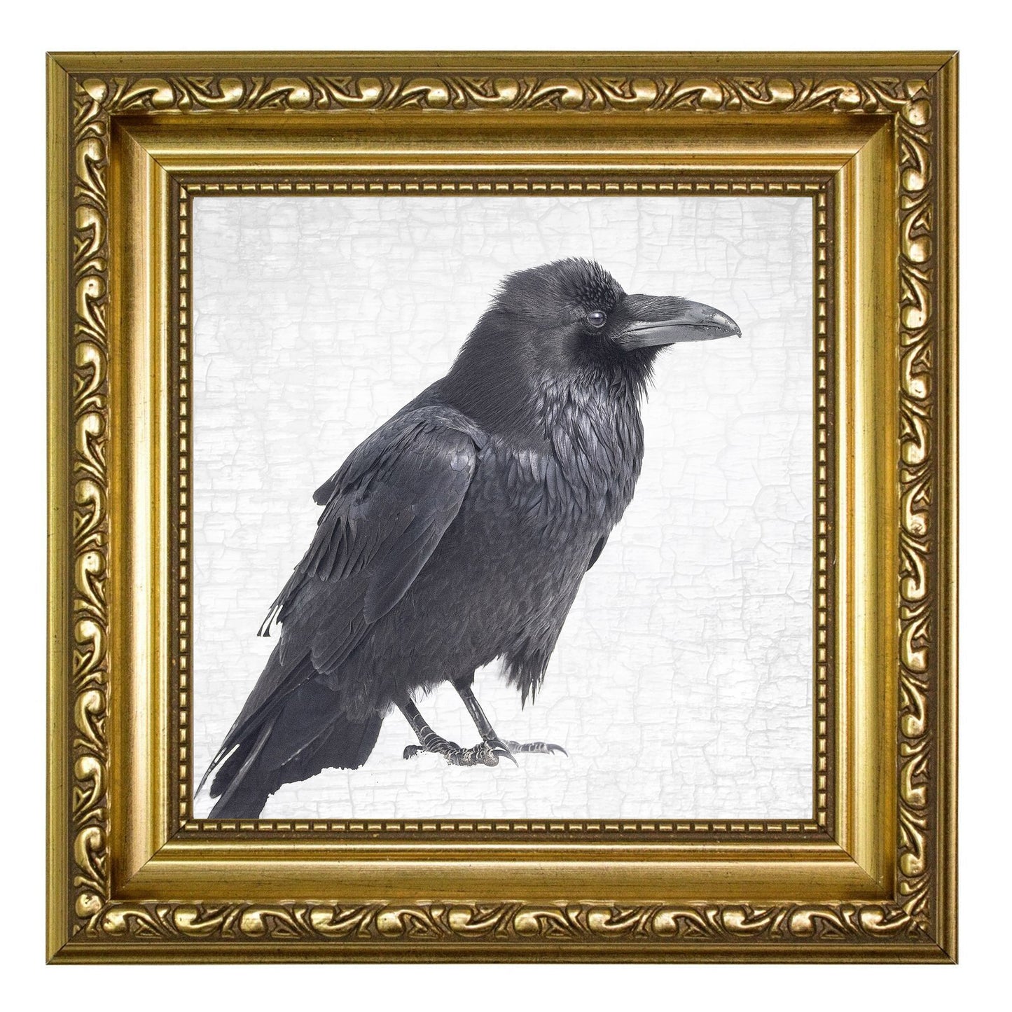 RAVEN PATIENCE - Fine Art Print, Raven Portrait Series