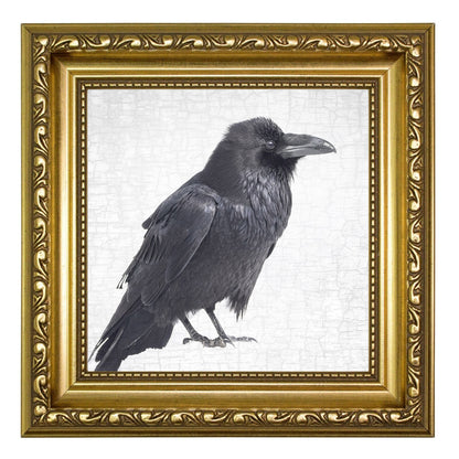 RAVEN PATIENCE - Fine Art Print, Raven Portrait Series
