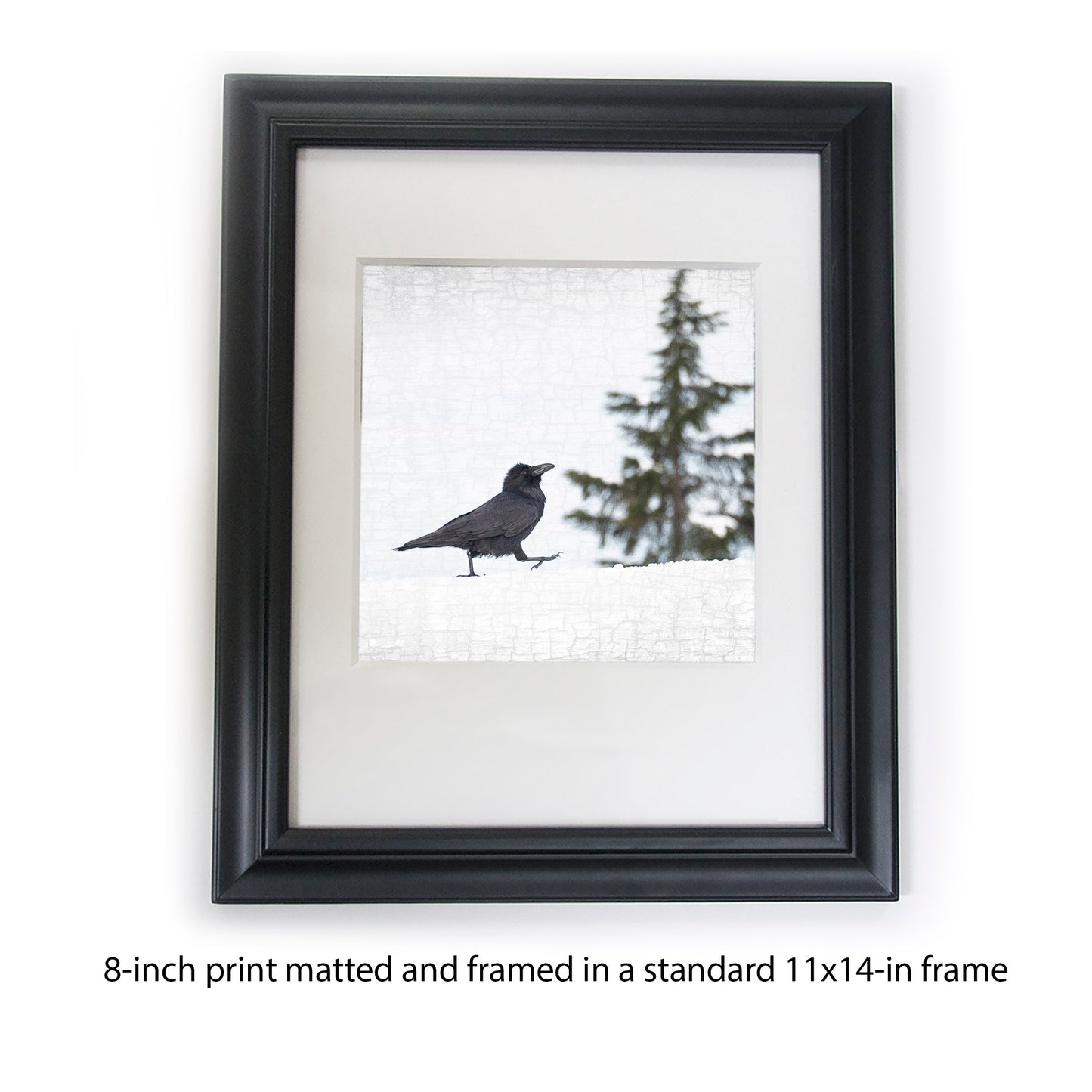 RAVEN STRUT - Fine Art Print, Raven Portrait Series