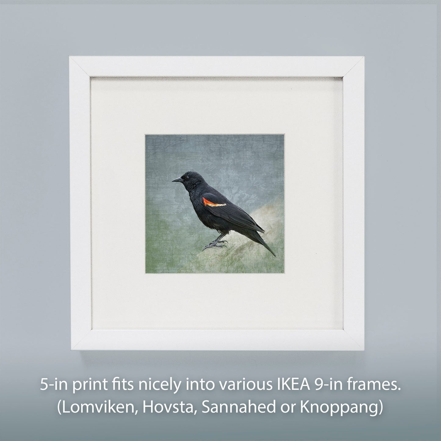 RED WINGED BLACKBIRD - Fine Art Print, Garden Birds Series