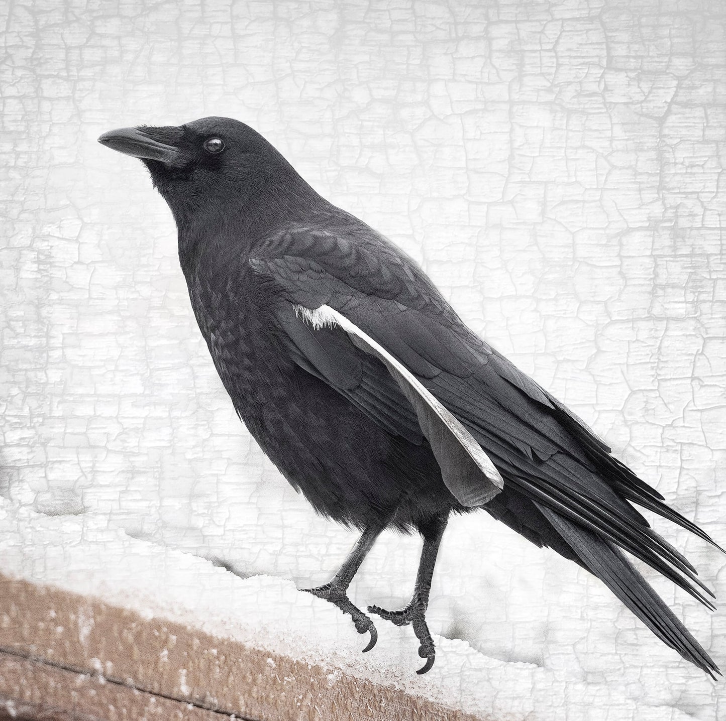 City Crow Stories- 2025 Edition by June Hunter