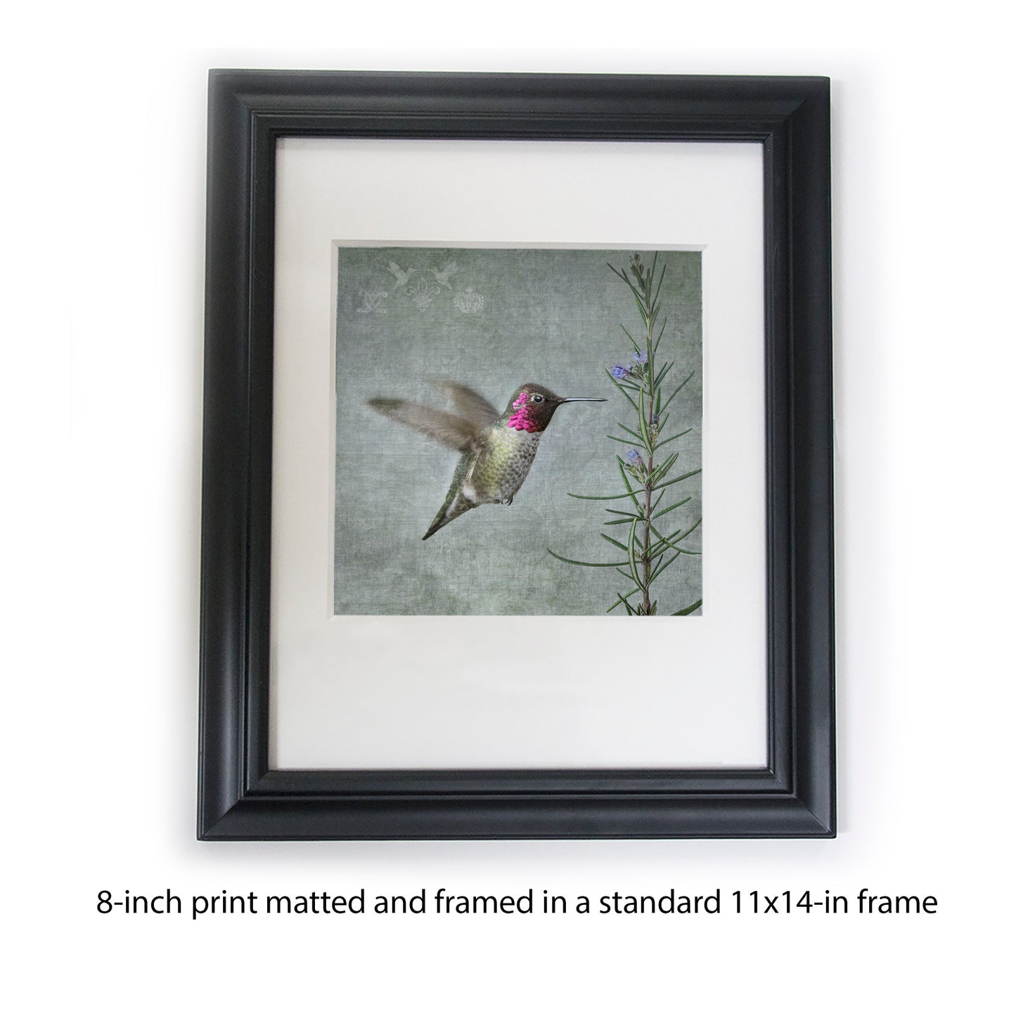 HUMMINGBIRD WITH ROSEMARY - Fine Art Print, Garden Birds Series