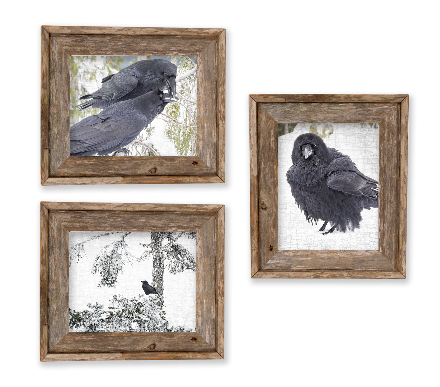 RAVEN KISS - Fine Art Print, Raven Portrait Series