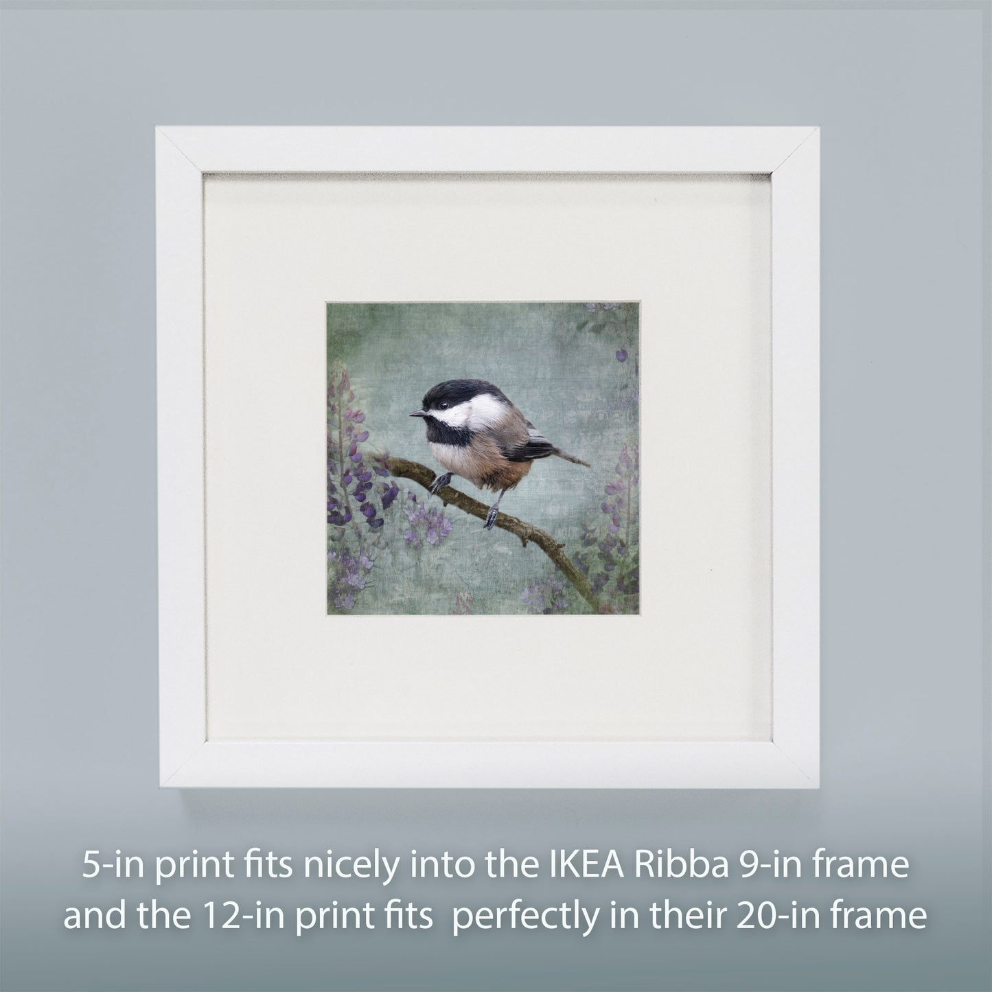 BLACK CAPPED CHICKADEE - Fine Art Print, Garden Birds Series