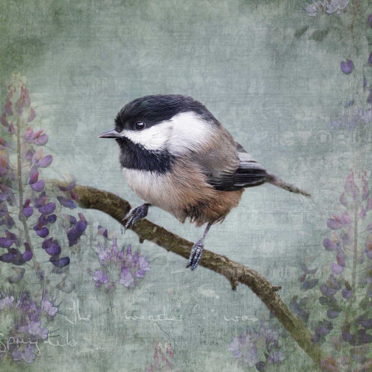 image of a chickadee