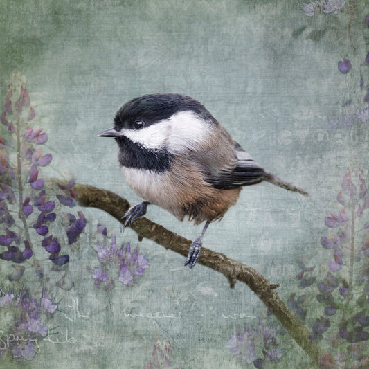 image of a chickadee