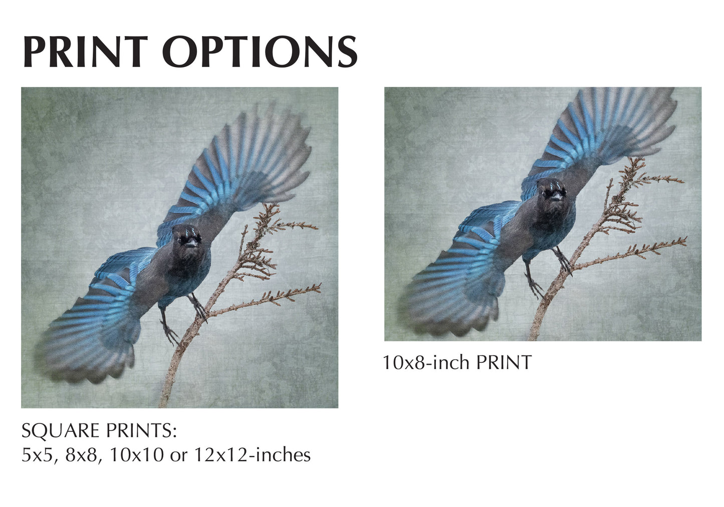 WIDE BLUE YONDER (Steller's Jay) - Fine Art Print, Garden Birds Series