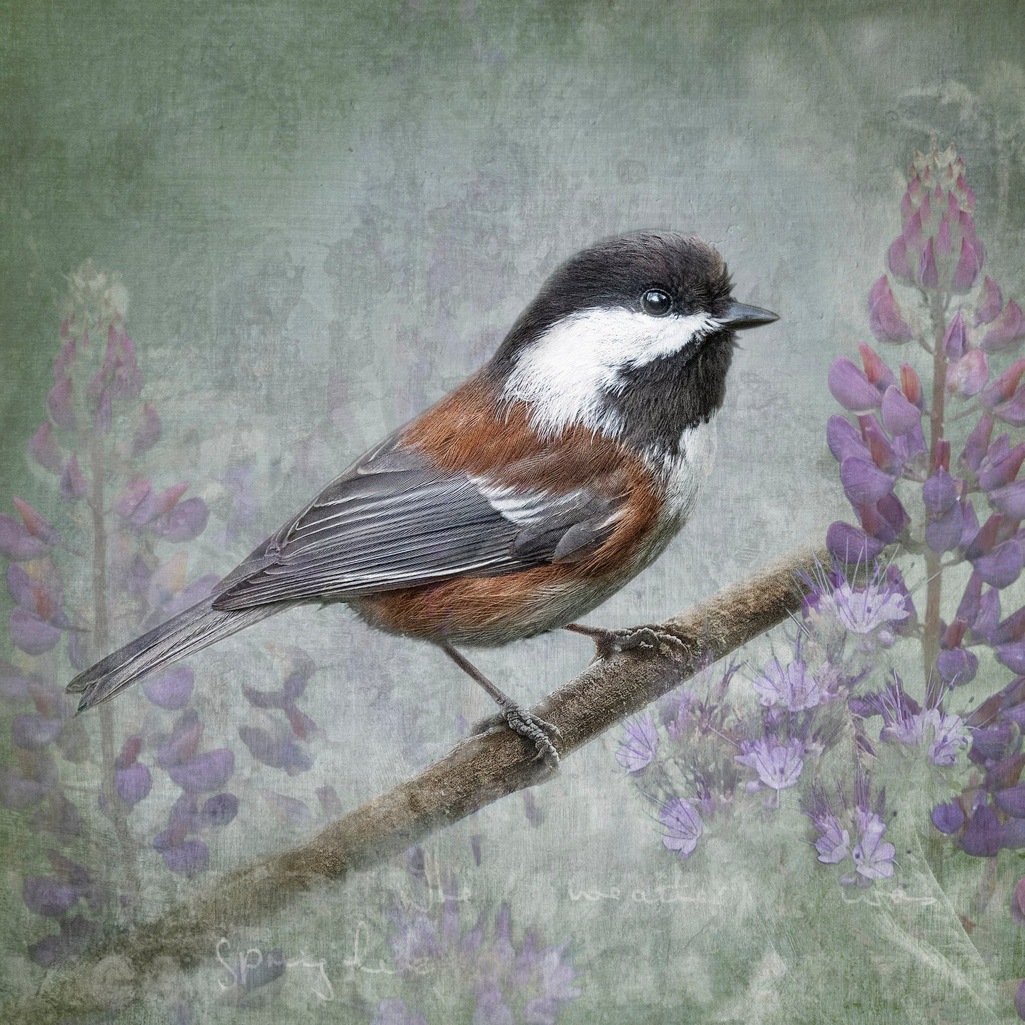 CHESTNUT BACKED CHICKADEE - Fine Art Print, Garden Birds Series