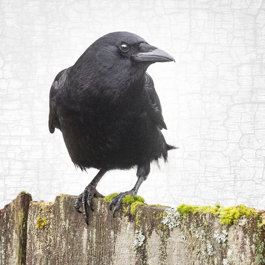 CROW ON A MOSSY FENCE - Fine Art Print, Crow Portrait Series