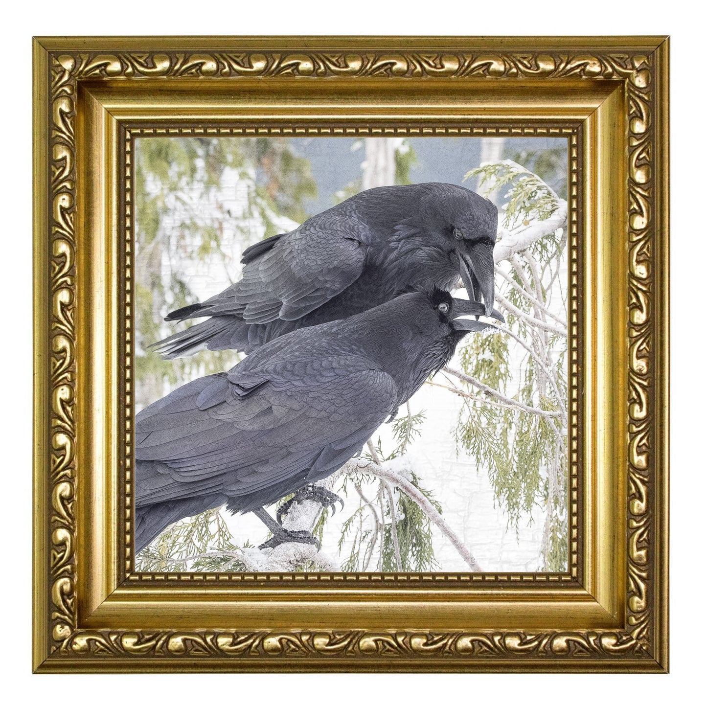 RAVEN KISS - Fine Art Print, Raven Portrait Series