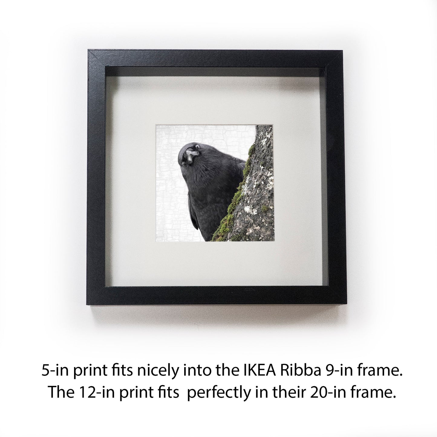 YOU ARE BEING WATCHED - Fine Art Print, Crow Portrait Series