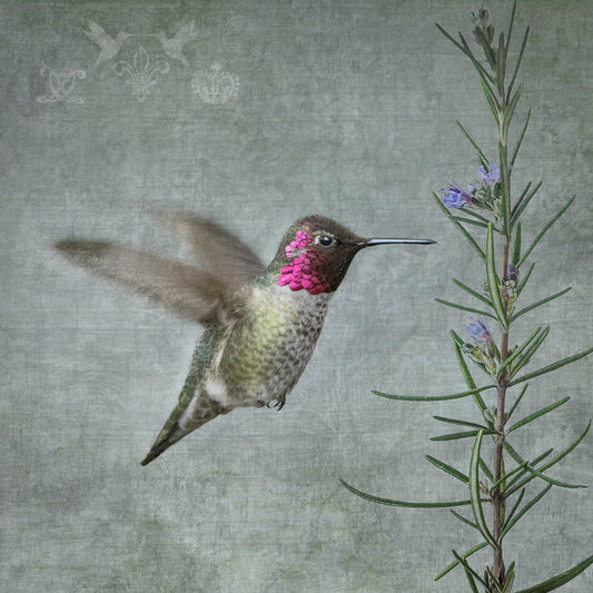 HUMMINGBIRD WITH ROSEMARY - Fine Art Print, Garden Birds Series