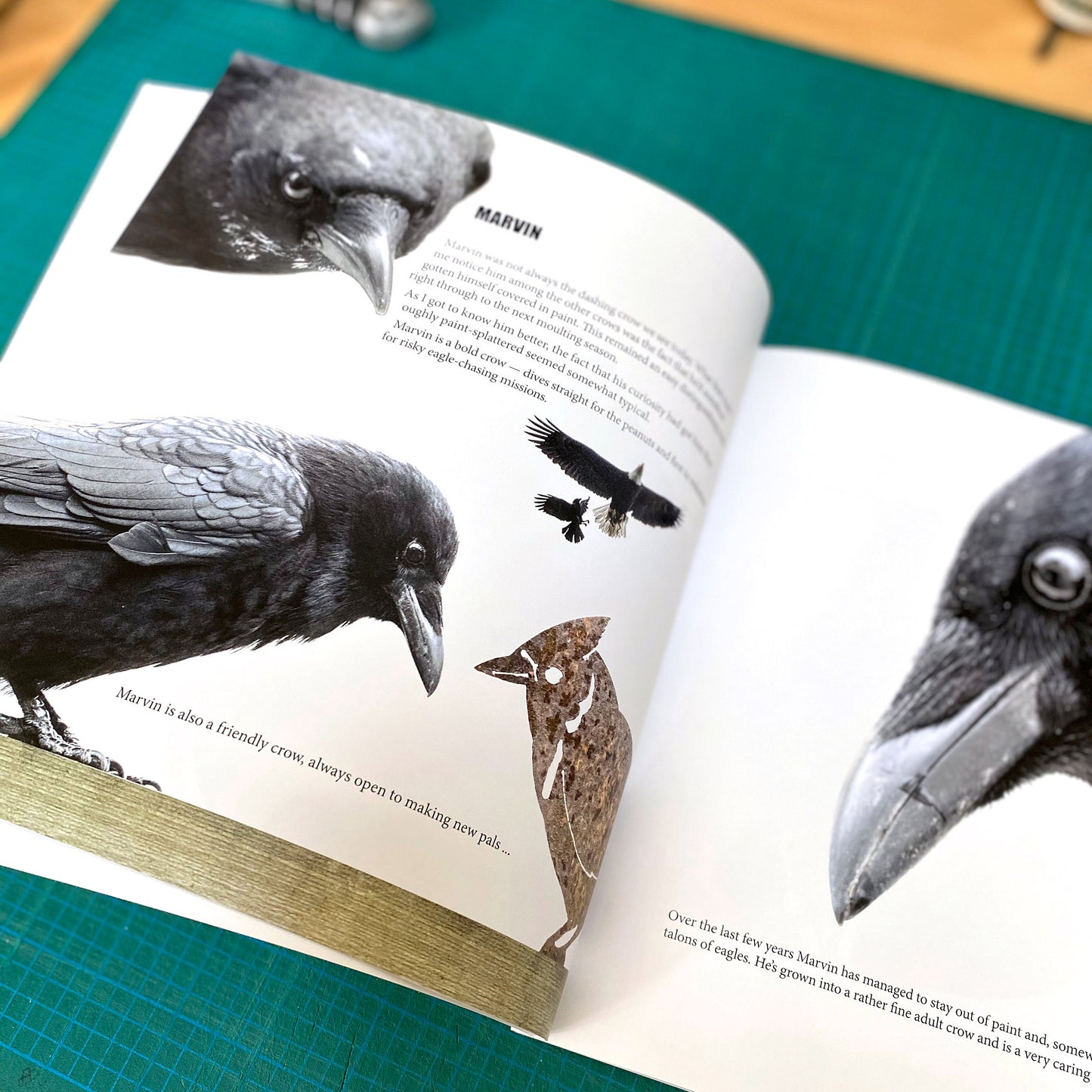 City Crow Stories- 2025 Edition by June Hunter