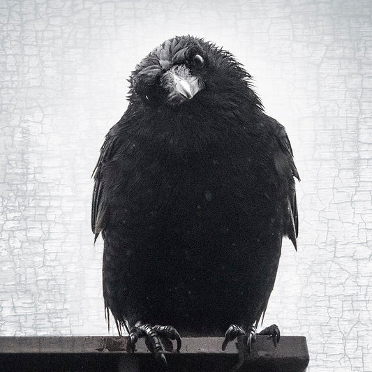 Crow Art - Fine Art Crow Photography