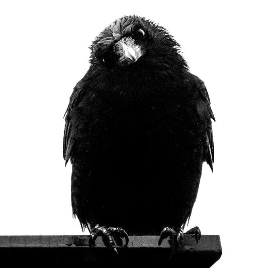 PHILOSOPHER CROW — Black & White Print