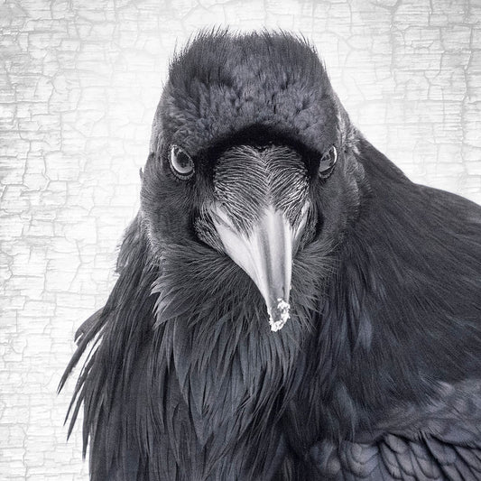 Raven Print - Raven Royalty - Fine Art Photography